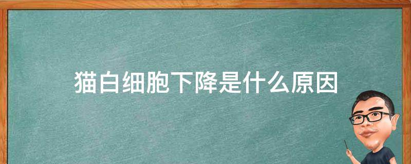 猫白细胞下降是什么原因 猫白细胞低的原因及危害