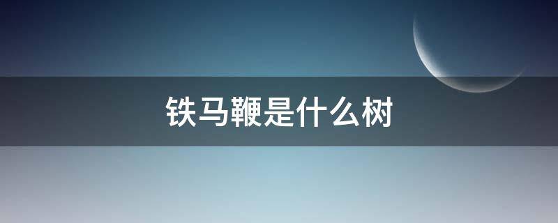 铁马鞭树百度百科 铁马鞭是什么树