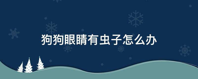 狗狗眼睛上有虫子怎么办 狗狗眼睛有虫子怎么办