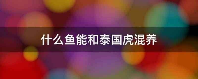 什么鱼能和泰国虎混养 罗汉鱼能和泰国虎鱼混养吗