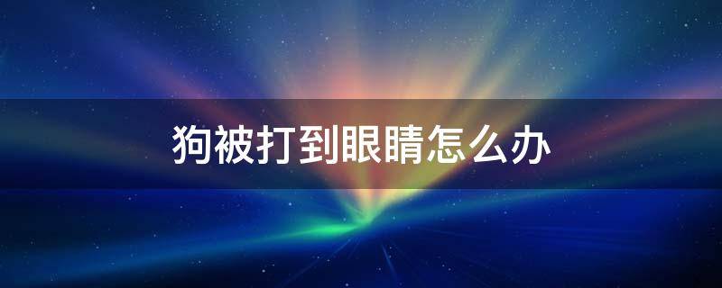 狗被打到眼睛怎么办 狗打架把眼睛打出来了怎么办