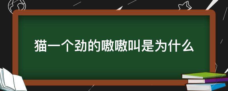 猫一个劲的嗷嗷叫是为什么 猫一直嗷嗷嗷的叫