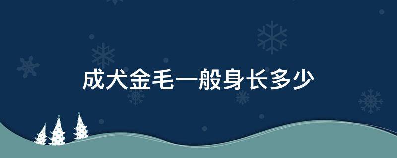 金毛犬体长多少 成犬金毛一般身长多少