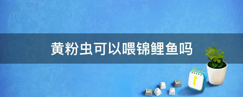 锦鲤喂食黄粉虫需要注意什么 黄粉虫可以喂锦鲤鱼吗