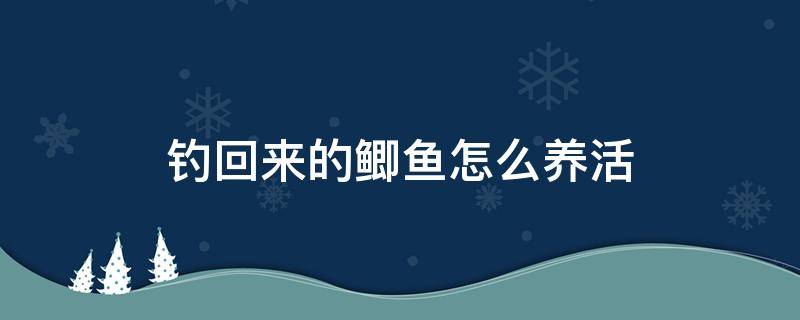 钓回来的鲫鱼怎么养活 钓上来的鲫鱼能养活吗