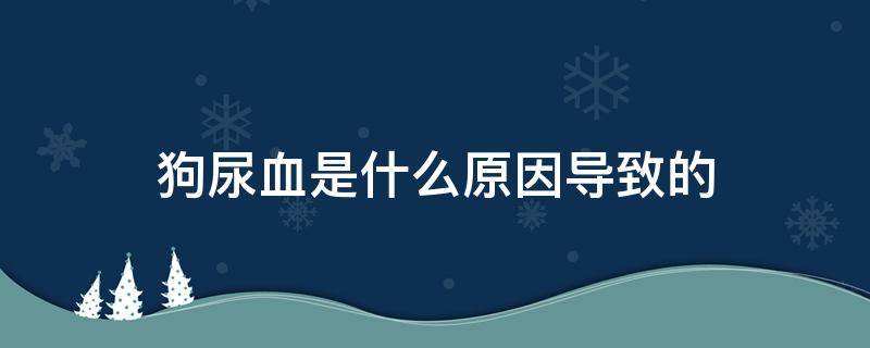 狗尿血是什么原因导致的在线咨询 狗尿血是什么原因导致的