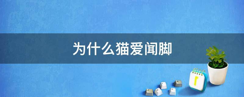 为什么猫喜欢闻人的脚 为什么猫爱闻脚