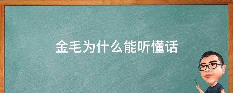 金毛为什么能听懂话 金毛听不懂人话