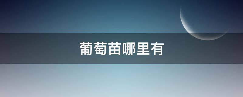 葡萄苗批发 葡萄苗哪里有