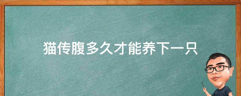 猫传腹多久才能养下一只 猫传腹后多久才能养下一只猫