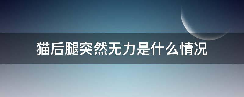 猫后腿突然无力是什么情况 猫后腿无力是什么症状