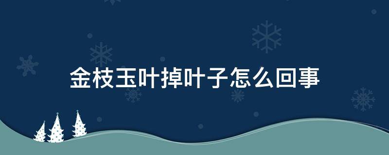 金枝玉叶掉叶子怎么回事 金枝玉叶掉叶子怎么回事怎么治疗