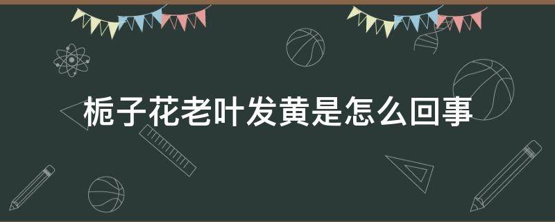 栀子花老叶发黄是怎么回事 栀子花叶子发黄是怎么回事