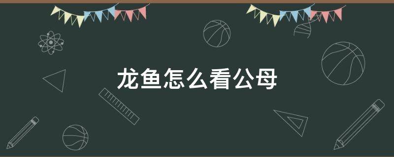 龙鱼怎么看公母 金龙鱼怎样看公母