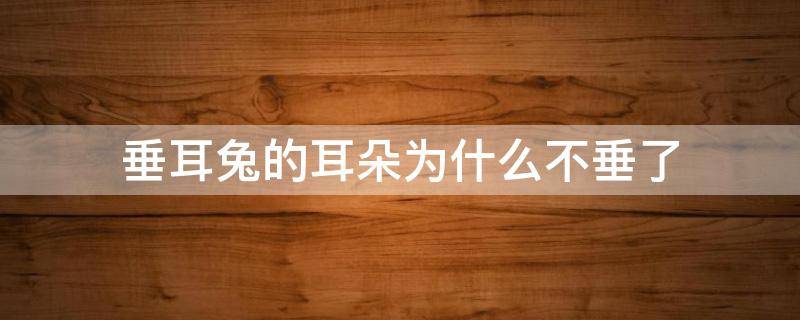 垂耳兔的耳朵为什么不垂了 垂耳兔为啥耳朵不垂了