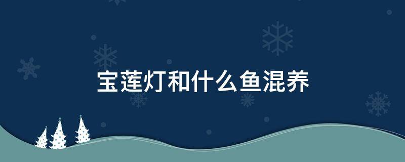 宝莲灯和什么鱼混养 宝莲灯和什么鱼混养好看