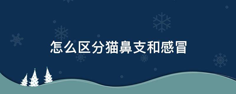 怎么区分猫鼻支和感冒 怎样区分猫鼻支和感冒