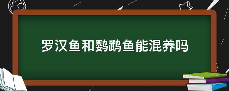 罗汉鱼和鹦鹉鱼能混养吗 罗汉鱼可以和鹦鹉混养吗