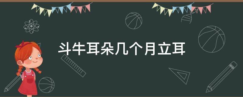 斗牛耳朵几个月立耳 两个月的斗牛有一只耳朵不立