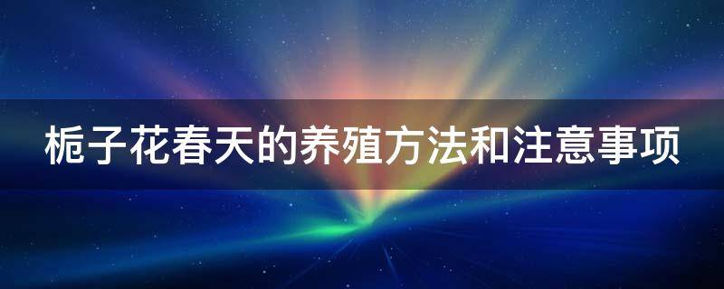 栀子花春天的养殖方法和注意事项（栀子花春天的养殖方法和注意事项图片）