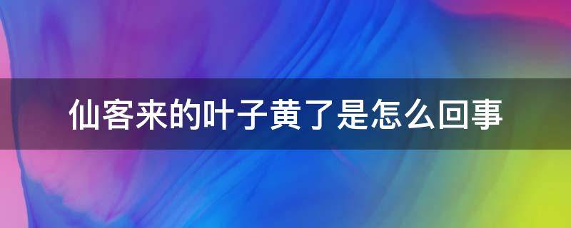 仙客来的叶子黄了是怎么回事 仙客来叶子都黄了怎么回事