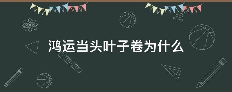 鸿运当头叶子卷为什么 鸿运当头为什么叶子卷了