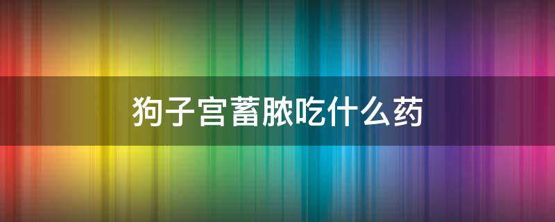 狗子宫蓄脓吃什么药 老母狗子宫蓄脓吃什么药