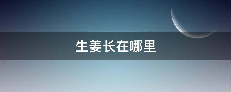 生姜长在哪里 生姜长在哪里怎么画