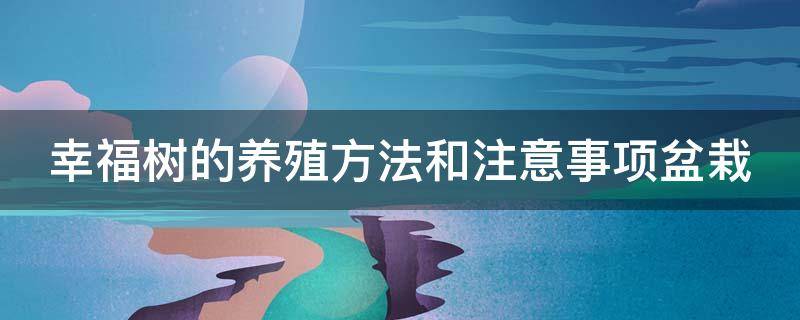 幸福树的养殖方法和注意事项盆栽（幸福树的养殖方法和注意事项盆栽视频）