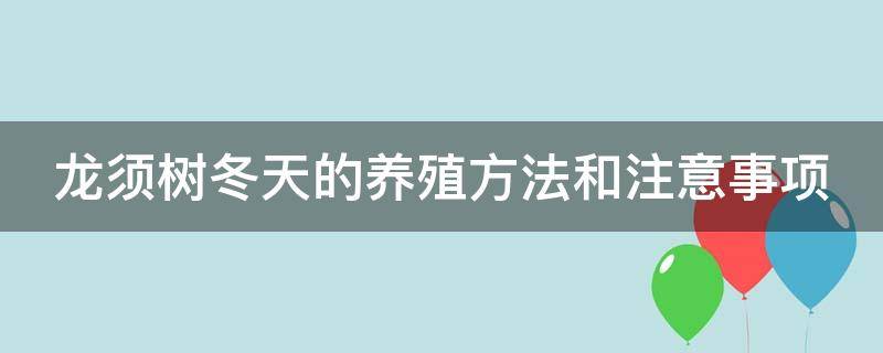 龙须树冬天的养殖方法和注意事项（龙须树冬天的养殖方法和注意事项图片）