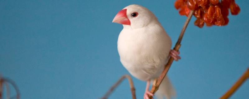 白文鸟有什么寓意 白文鸟的寓意是什么