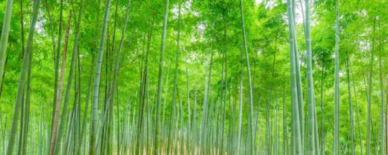 带竹的庭院名字 以竹子为寓意的小院名字