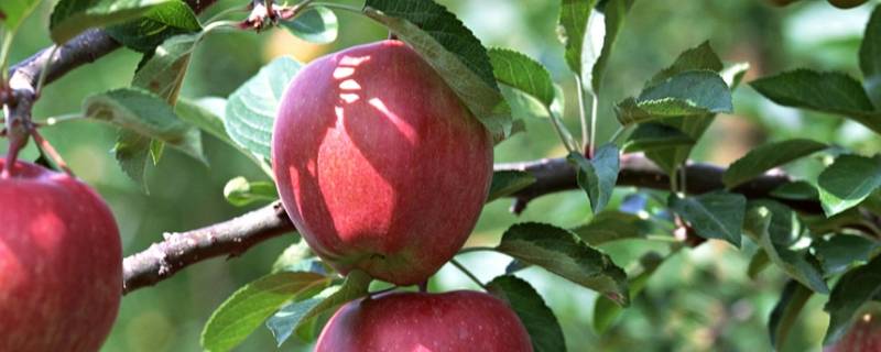 苹果放冰箱6个月还能吃吗 苹果在冰箱放一个月还能吃吗