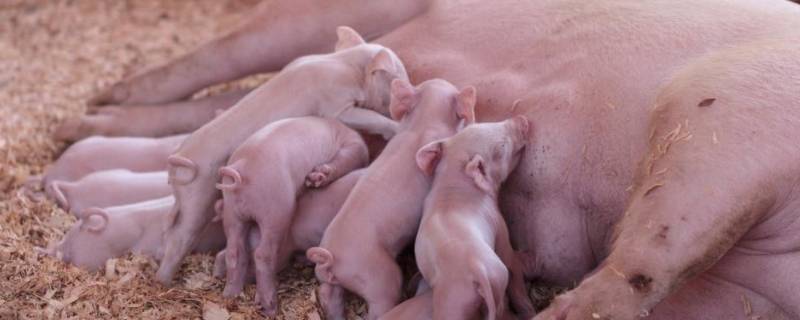 太湖猪多重能配种 太湖母猪二十斤养多久可以配种