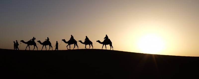 骆驼晚上行走吗 骆驼晚上走动吗