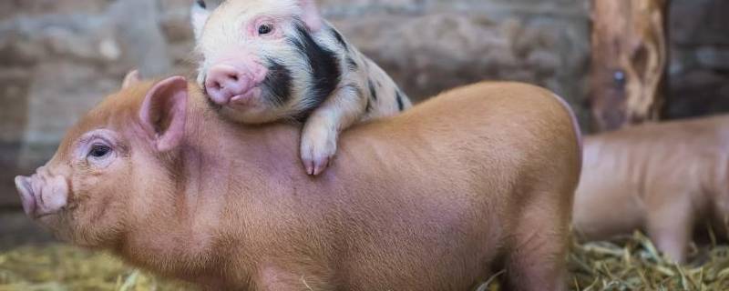 美系和丹系母猪哪个好 新美系和丹系猪的优缺点