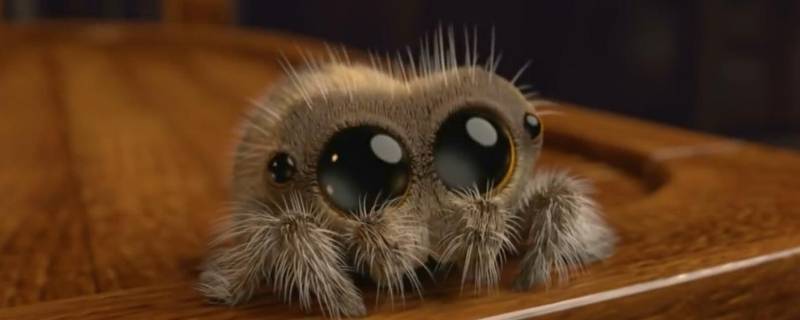 为什么小蜘蛛喜欢爬到衣服上有黑点 为什么小蜘蛛喜欢爬到衣服上