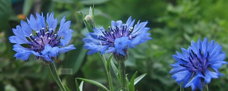蓝色的菊花花语 蓝色梦幻星空菊花语是什么