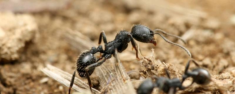 草地铺道蚁吃什么产卵多 草地铺道蚁饲养方法