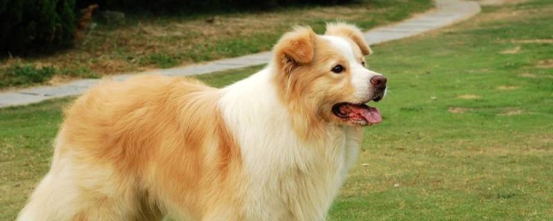 金边狗狗是什么品种的 金边犬是什么品种