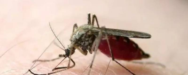 空调房怎么驱蚊子 开空调可以驱赶蚊子吗