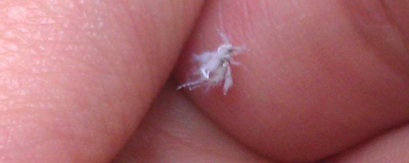 有灰尘的地方有一些很小的白虫子 像灰尘的小白虫怎么灭