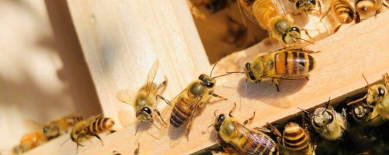 蜜蜂怎么驱散 蜜蜂怎么快速消除