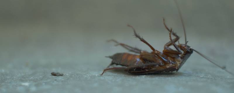 蟑螂胶饵怎么使用 蟑螂胶饵使用方法