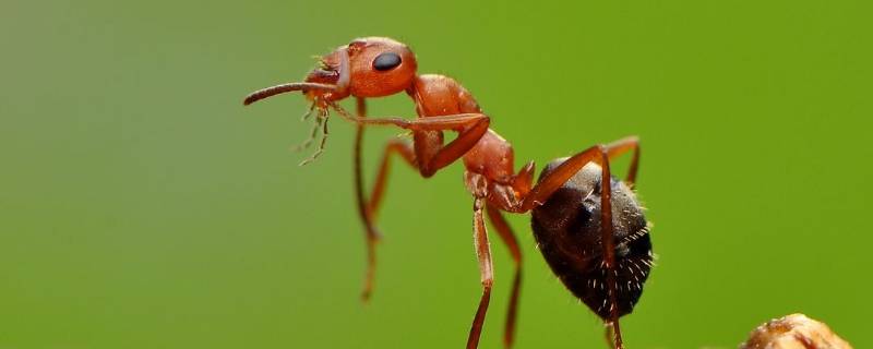 怎么消除蚂蚁的方法 怎么消除蚂蚁