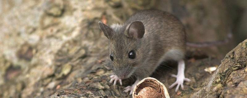 家里的老鼠怎么灭绝 怎么能够灭绝家中的老鼠