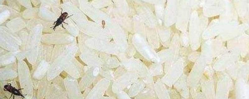 米桶里生虫子怎么办 怎么防止米桶里生虫子