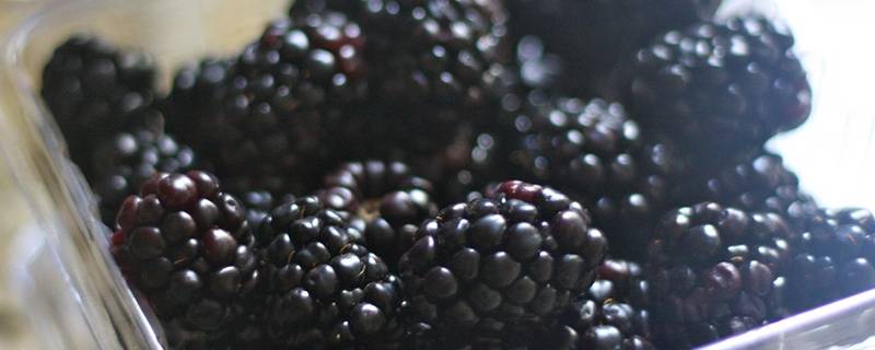 黑莓怎么吃籽太多 黑莓怎么吃