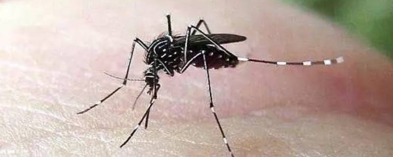 怎么找到蚊子藏在哪 蚊子都藏在哪