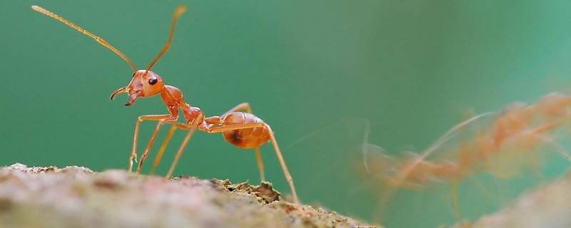 咬人蚂蚁怎么去除 咬人的蚂蚁怎么消灭